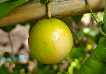 Green passion fruit in the garden