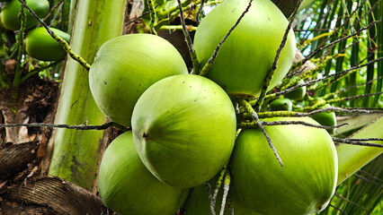 Young green coconuts on the tree