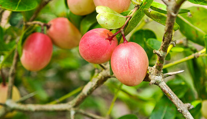 Carunda or Karonda fruit on tree organic garden