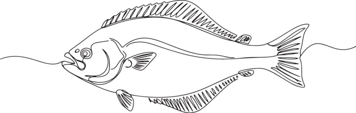 Elegant single line drawing of a halibut, minimalist culinary ar