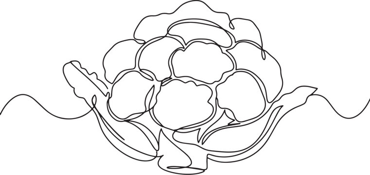 Elegant one-line drawing of cauliflower against white backdrop f