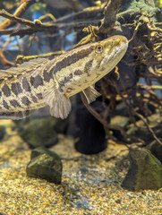 Snakehead Fish in Freshwater Aquarium