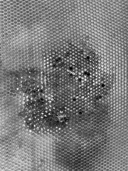 Honey honeycombs. Apiary. Beekeeping. Sunflower honey. Black and white photo.