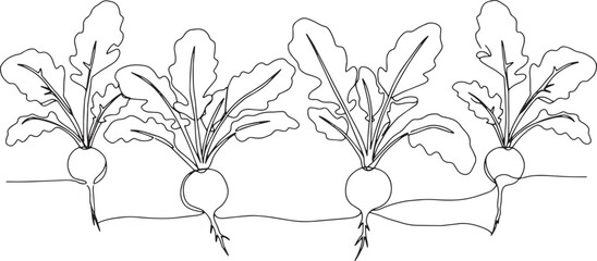 Minimalist line drawing showcasing a row of radishes growing in