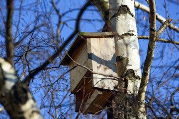 The leafless birch tree in winter reveals a wooden bat house in the Goclaw district of Warsaw