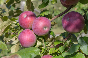 Red and purple apples growing on tree branches with green leaves