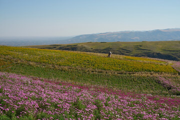 Obraz premium Expansive Rolling Hills Covered in Vibrant Wildflowers Under a Clear Blue Sky