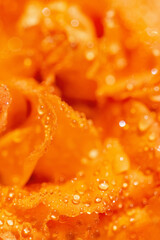 Beautiful orange rose flower petals with water drops close up. Nature concept. Bright floral background.