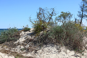 The Baltic Sea shore is characterized by sandy dunes covered with various plants in Mielno, Poland