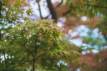 好古園、世界遺産の隣に設けられた古風な日本庭園の風景、兵庫、日本