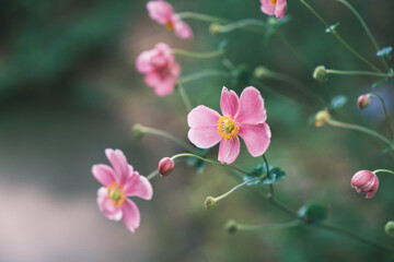 好古園、キレイな野花、兵庫、日本