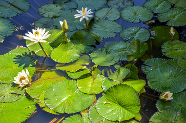 White water lilies blooming among broad green lily pads on a calm pond in Colombia, bathed in natural sunlight