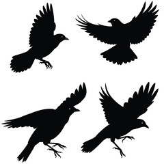 Four black silhouettes of birds in flight on a white background