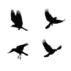 Four black silhouettes of birds in flight on a white background