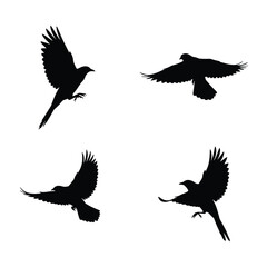 Four black silhouettes of birds in different flying positions on white background