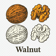 Hand Drawn Walnut Illustration – Whole and Shelled Nut Vintage Engraving Style and walnut, walnut illustration, walnut drawing, walnut engraving, walnut etching, walnut sketch,