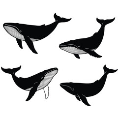 Four black and white whale silhouettes in different swimming positions on a white background