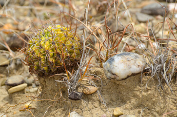 Small round cactus growing among dry grass and stones in the Tatacoa Desert, Colombia