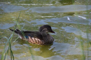 A lovely mandarin duck is swimming in water in nature in sunny summer day.