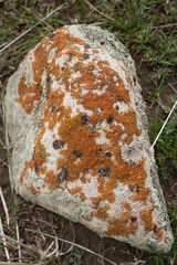 Orange and Gray Lichen Growing on a Rough Textured Rock Surface Detailed Close Up View