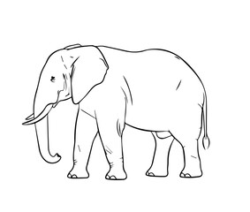 Fototapeta premium Elegant Elephant Silhouette – Wild Animal Vector Illustration on Transparent Background