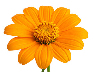 Close-Up of Bright Orange Tithonia Flower, Isolated