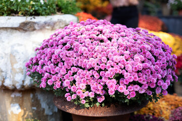 House decorated fall blooming magenta flowers chrysanthemums in pot for Halloween, Thanksgiving. 