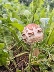 Close-up of a parasol mushroom in a green grassy field with wild plants