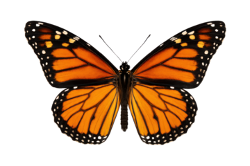 Monarch butterfly with orange wings isolated PNG with Transparent Background