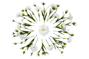 Symmetrical arrangement of white dianthus flowers forming a mandala. Botanical design, nature pattern.