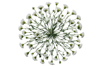 Overhead view of white flowers arranged in a circle.
