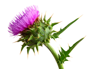 Single Thistle Stem with Leaves, Angled Side View, Isolated