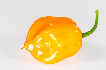 very spicy beautiful orange habanero pepper on white background