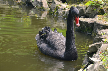 Obraz premium Closeup ' Cygnus Atratus ' black swan wild waterbird peaceffully swimming on the water of the summer pond .Nature, fauna, swans wildlife concept. Free copy space.