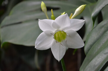 Naklejka premium Amazon Lily (Eucharis grandiflora) blooming flower Closeup photo.Gardening plants ,growing house pot flowers concept .Free copy space.