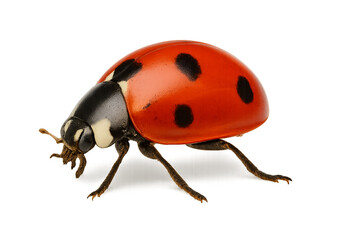 Ladybug Ladybird beetle insect macro closeup