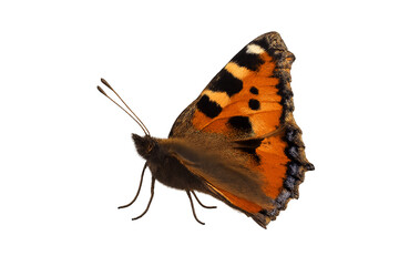 Small tortoiseshell butterfly insect macro photo