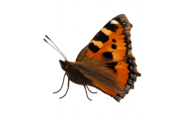 Small tortoiseshell butterfly insect macro photo