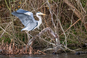 Grey Heron Climbing Branch