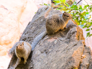 Two Rock Squirrels (Spermophilus variegatus) on a rock along the edge of the Vigin Rivers River side walk in Zion National Park in Utah, USA