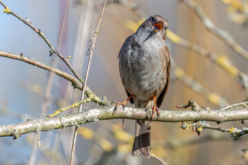 Dunnock Singing