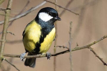 Great Tit Posing