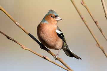 Male Chaffinch Posing