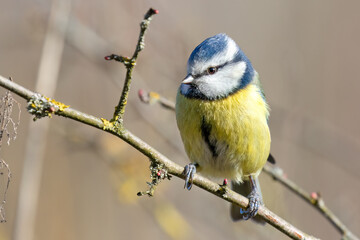 Blue Tit on Branch