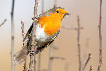 Curious Robin Red Breast