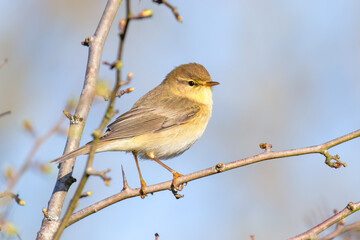 Chiffchaff