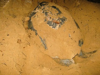 A Chelonia mydas turtle is laying eggs on the sand of Pemalikan Island beach, Pulau Sembilan District, Kotabaru Regency.