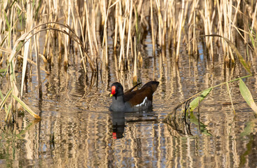Moorhen Framed by Reeds