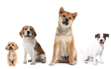 Fototapeta premium Cute dogs of different breeds isolated on white, collage