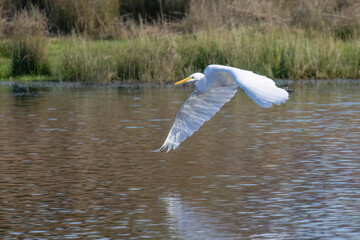 Great White Egret in Flight